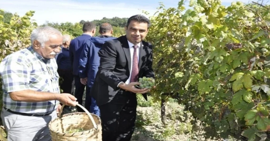 Safranboluda Bağ Bozumu