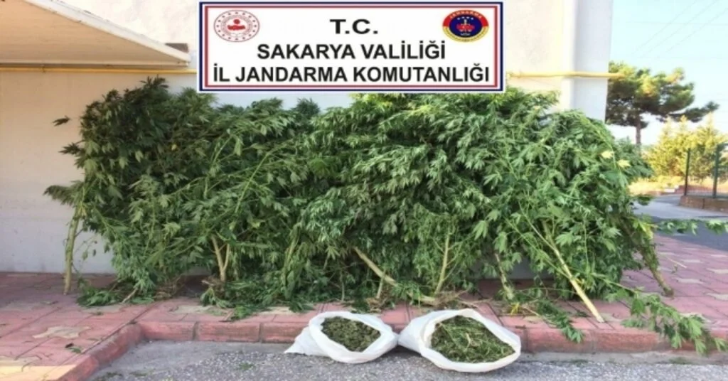 Sakaryada Kenevirlere Aşılama Yapan Şahıs Tutuklandı