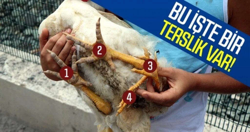 Samsun'da 4 Bacaklı Tavuk Görenleri Hayrete Düşürüyor!