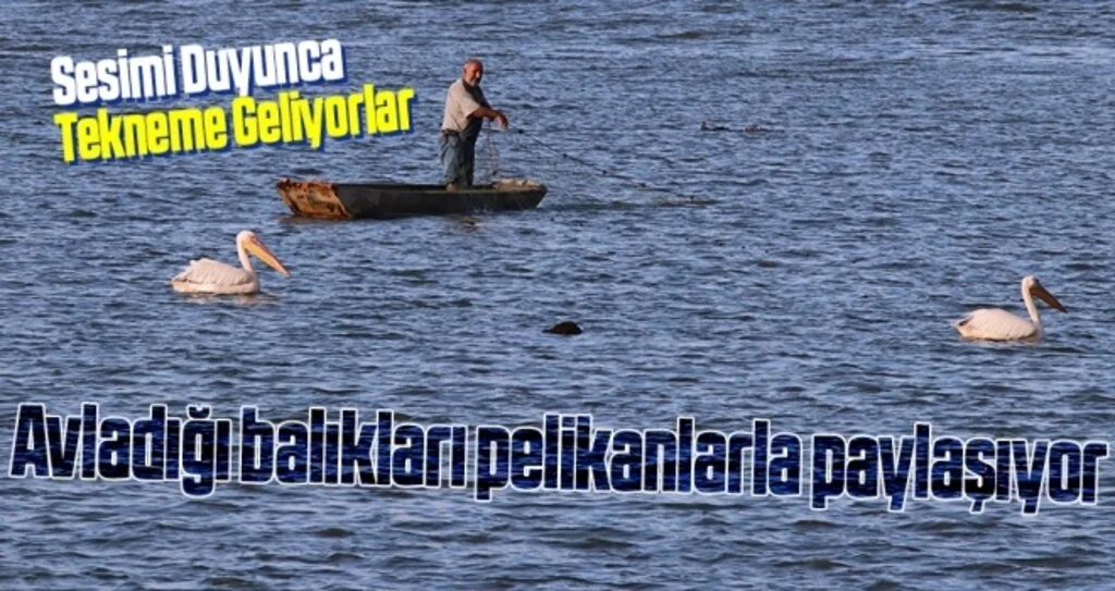 Samsun'da Avladığı balıkları pelikanlarla paylaşıyor