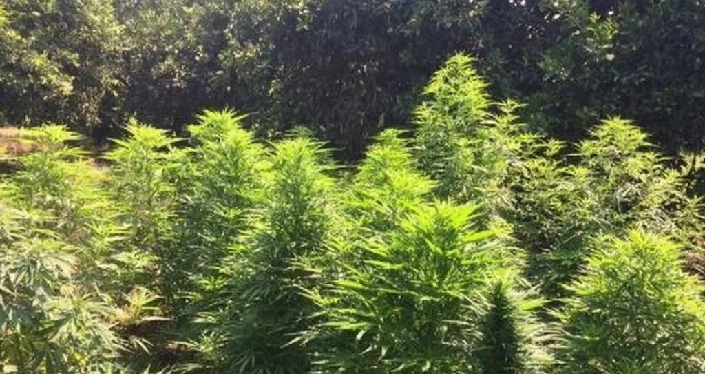 Samsun'da Bahçeden 15 kilogram uyuşturucu çıktı
