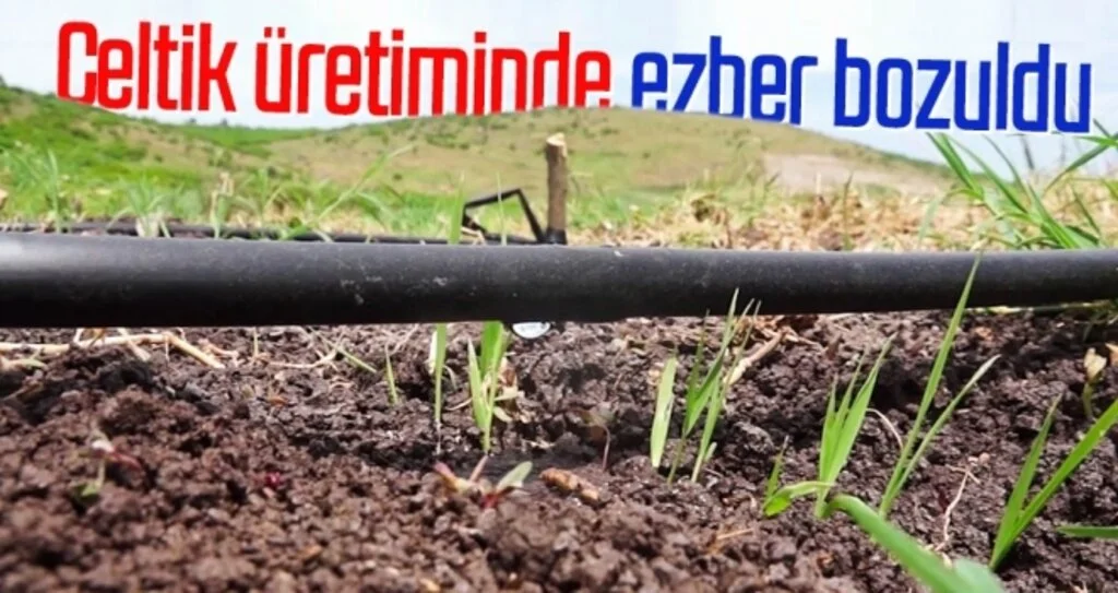 Samsun'da Çeltik üretiminde ezber bozuldu