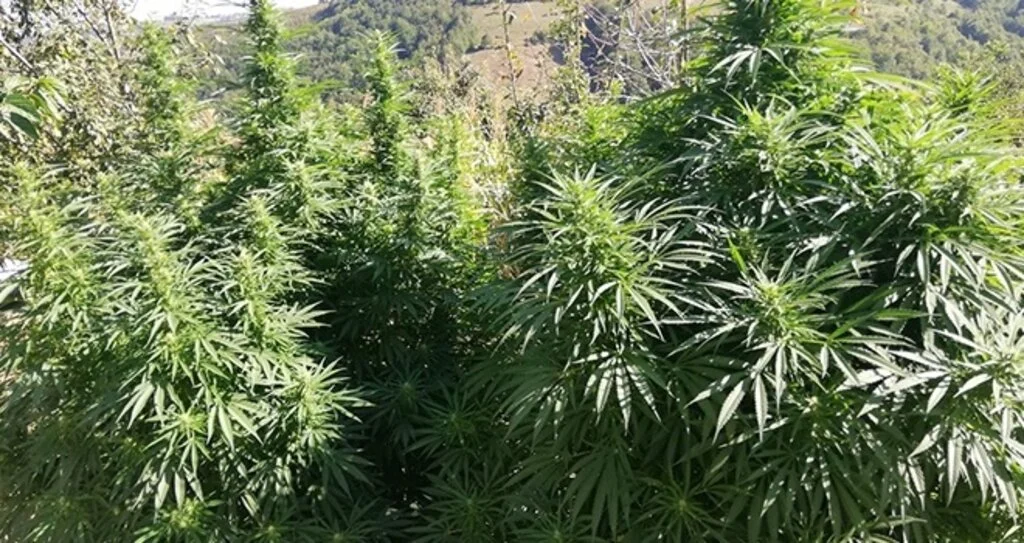 Samsun'da Jandarmadan uyuşturucu operasyonu