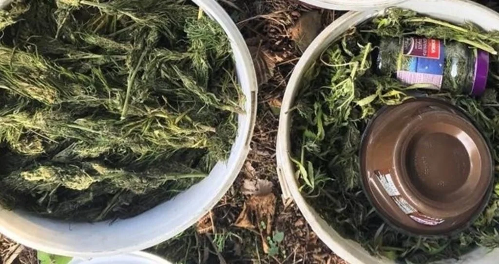 Samsun'da Turşu bidonları içinde kubar esrar ele geçti