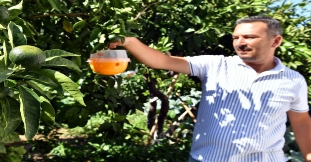 Sığacıkta Meyve Ağaçlarına Tuzaklı Koruma