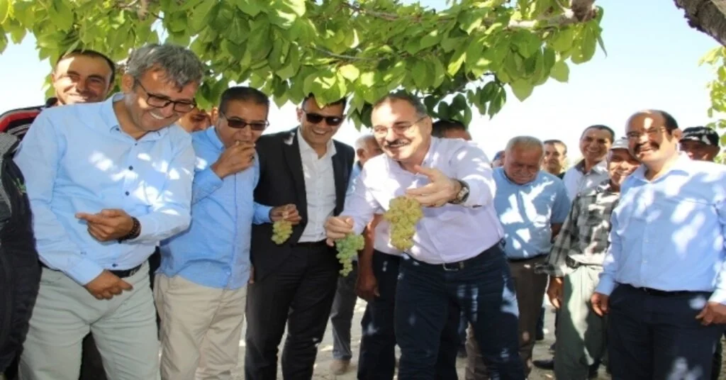 Silifkede Bin 800 Rakımda Sofralık Üzüm Hasadı Başladı