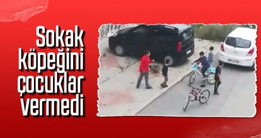 Sokak köpeğini çocuklar vermedi