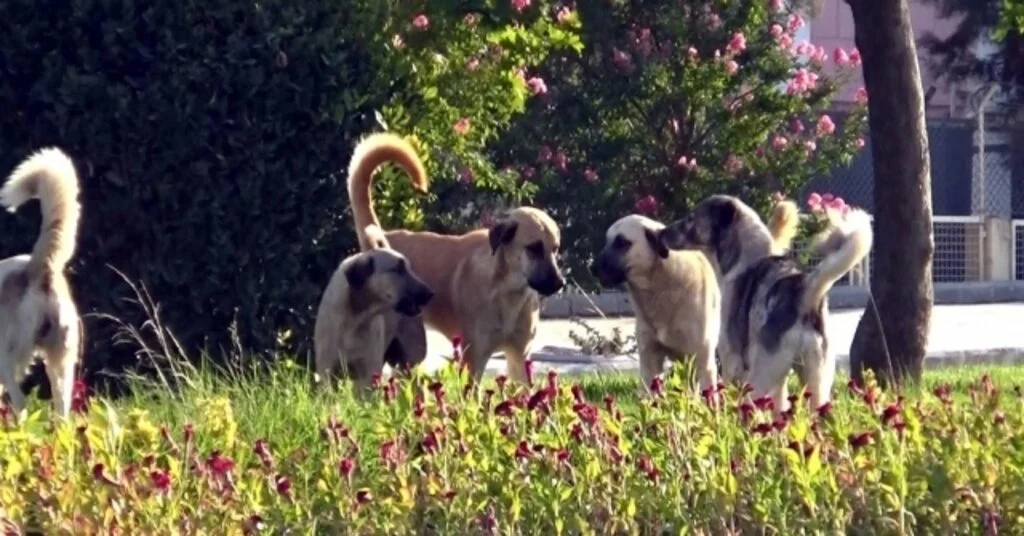 Sokak Köpekleri Vatandaşların Korkulu Rüyası Oldu