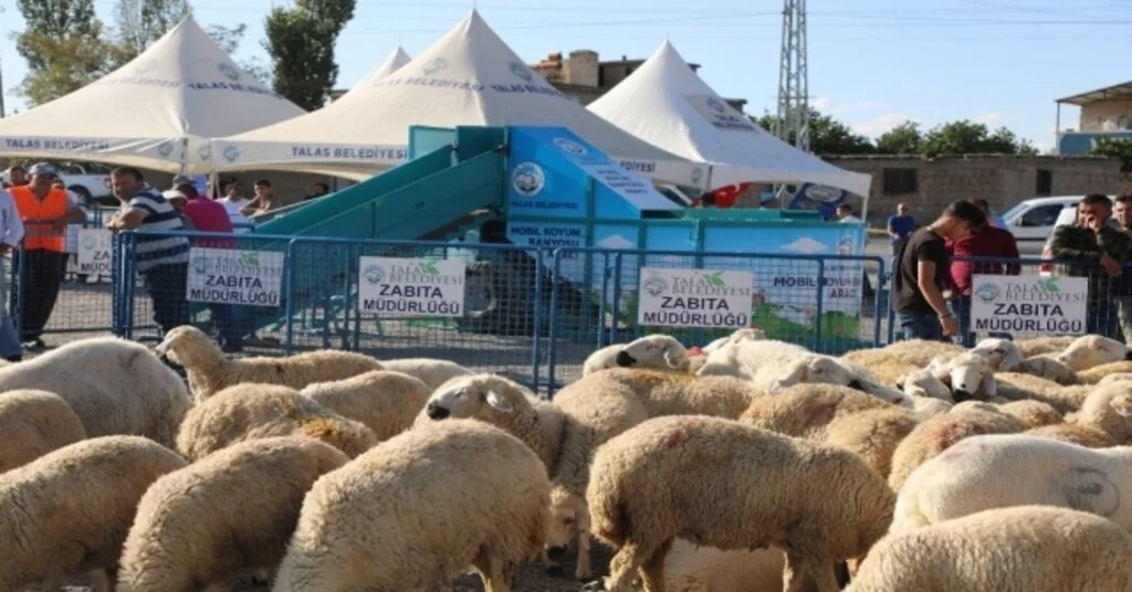 Talasta Hayvancılığa Destek