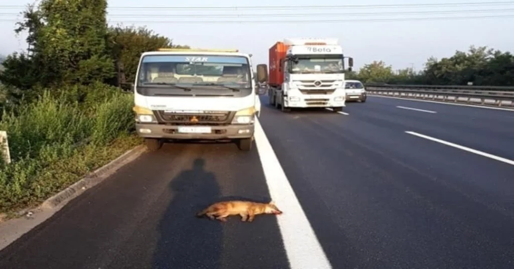 Temde, Çekicinin Çarptığı Tilki Telef Oldu