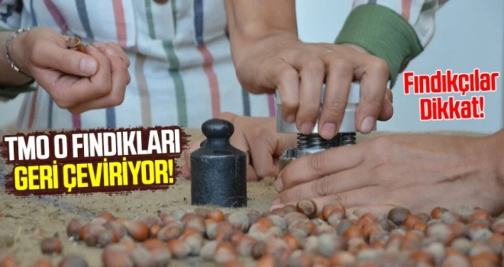 TMO nemli fındığı geri çeviriyor