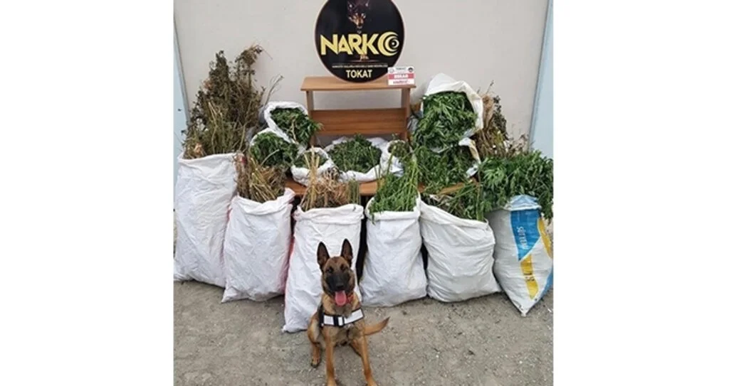 Tokat'ta 92 kg esrar yakalandı