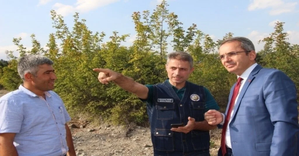 Tosyada Bal Ormanı Kuruluyor