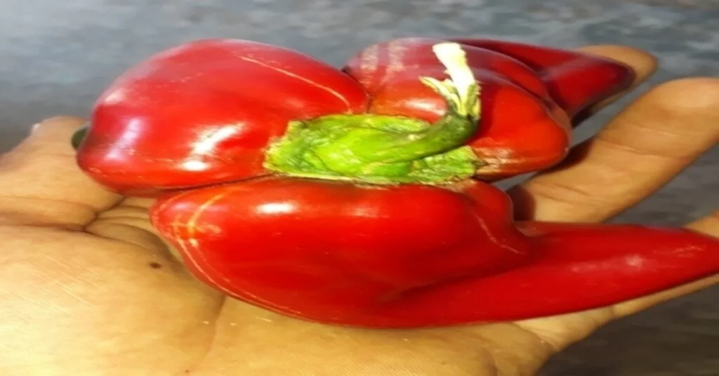 Üçüz Kırmızı Biber Şaşırttı