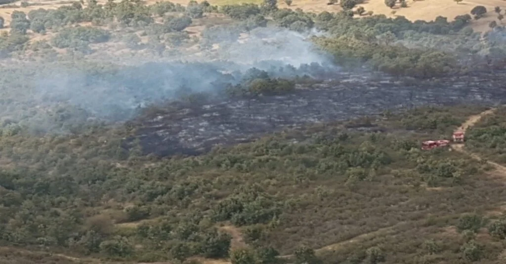 Uşakta Orman Yangını