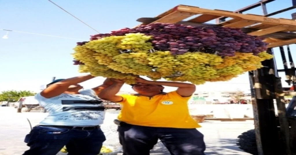 Üzümden Devasa Abajur