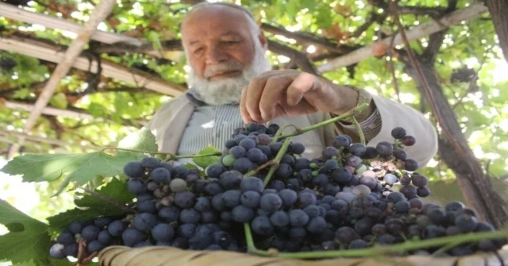 Vanın Yerli Üzümlerinde Hasat Zamanı