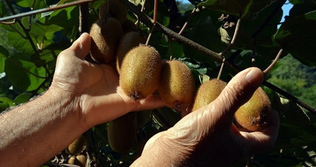 Yağmur, kivi üreticisine yaradı