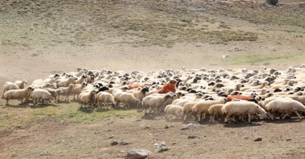 Yaylalarda Koç Katımında Renkli Görüntüler Ortaya Çıktı