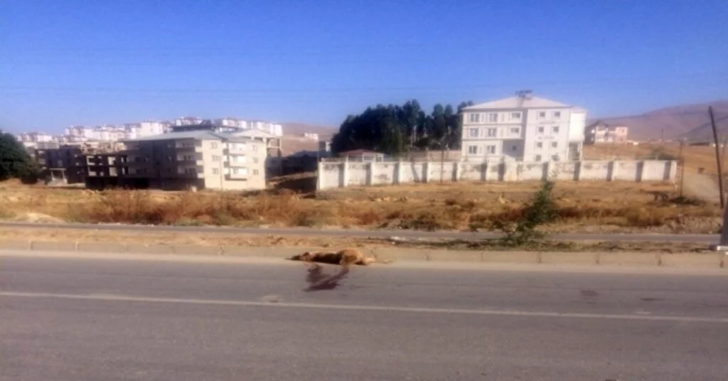 Yüksekovada Aracın Çarptığı Köpek Telef Oldu