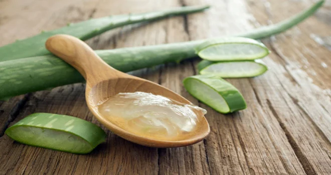 Aloe veranın cilt sağlığına etkisi