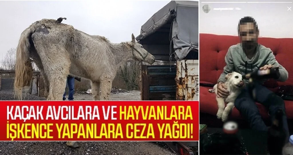 Kaçak avcılara ve hayvanlara işkence yapanlara ceza yağdı
