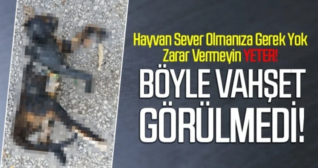 Kediyi Mangalda Diri Diri Yaktılar