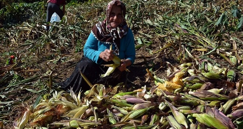 Mısır tarlalarında hasat başladı