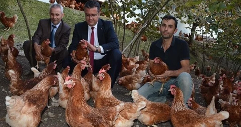Organik yumurta üretimi artıyor