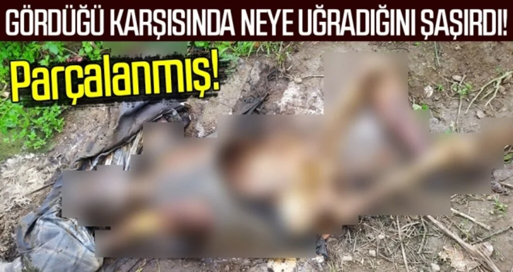 Parçalanmış Halde Bulundu!