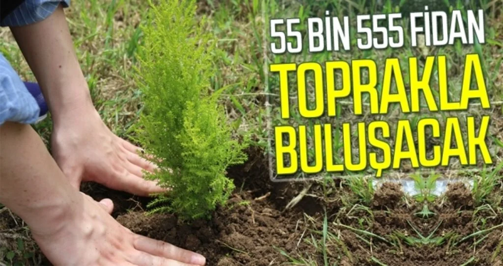 Samsun’da 55 bin 555 fidan toprakla buluşacak
