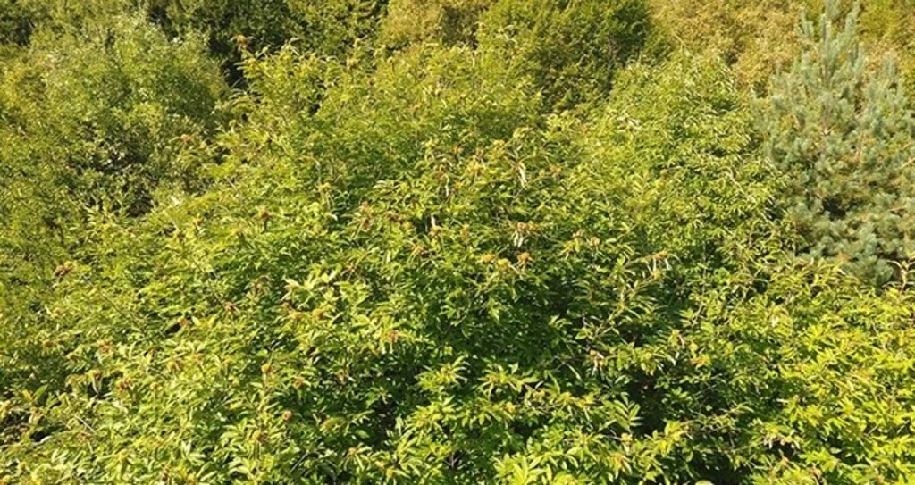 Sinop'ta kestane hasadı zamanı