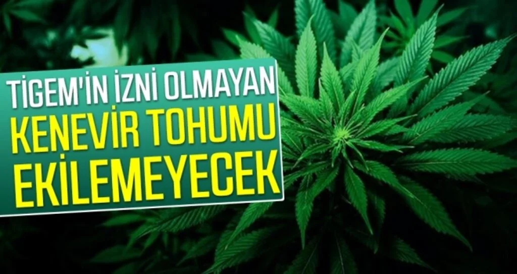 TİGEM'in izni olmayan kenevir tohumu ekilemeyecek
