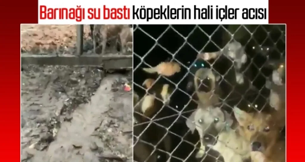 Barınağı su bastı köpeklerin hali içler acısı