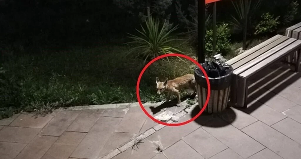 Davetsiz misafir tilki, öğrenciler arasında heyecan oluşturdu