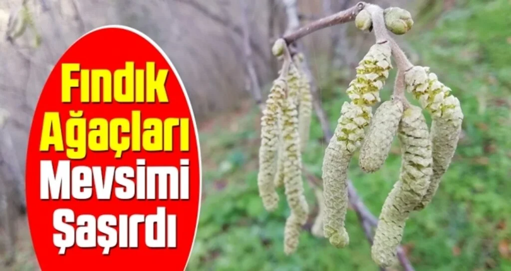 Fındık ağaçları mevsimi şaşırdı
