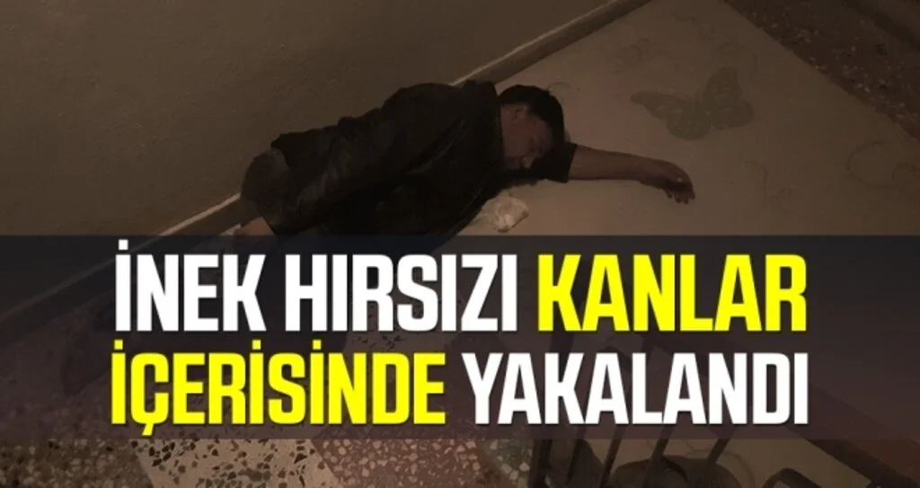 İnek hırsızı kanlar içerisinde yakalandı
