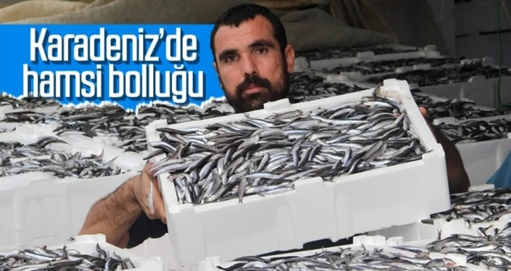 Karadeniz’de hamsi bolluğu