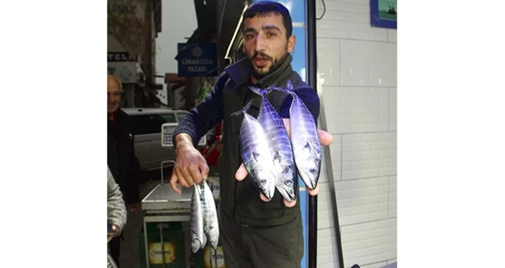 Palamut yüzünü gösterdi