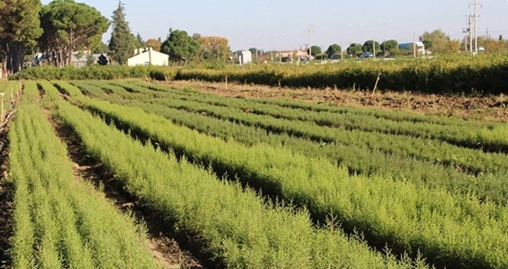 Samsun’da 55 bin 555 fidan dikilecek