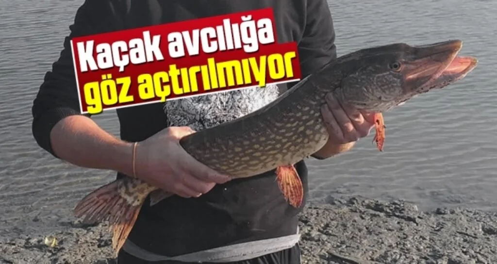 Samsun'da Kaçak avcılığa göz açtırılmıyor
