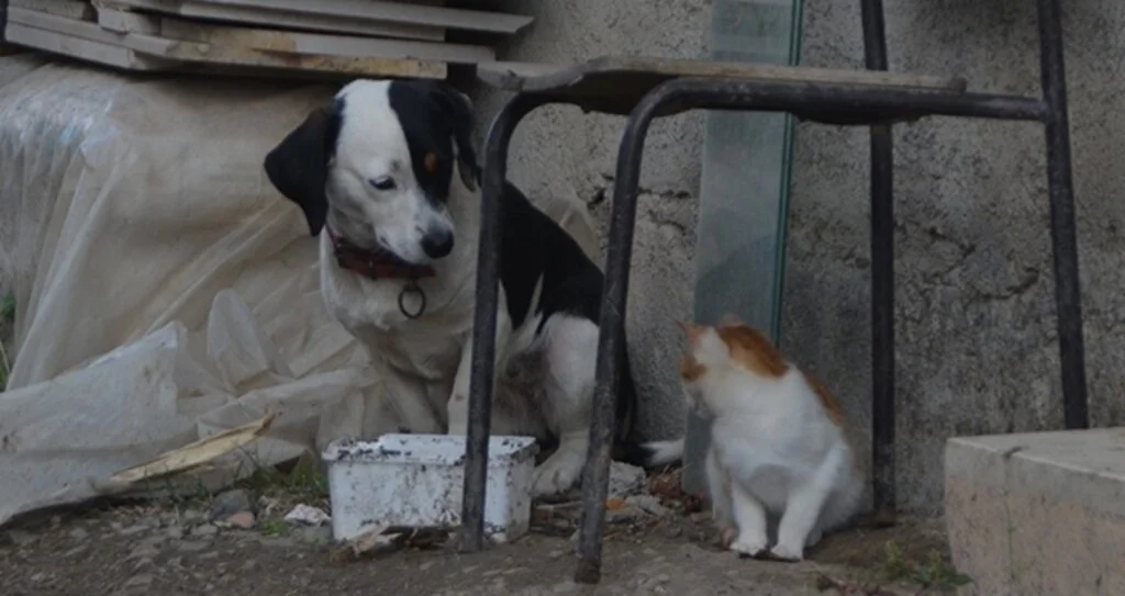 Samsun'da Köpek kediyi emzirip, annelik yapıyor