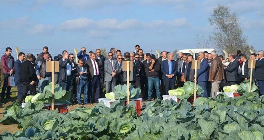 Samsun'da Tarla Gününde ‘Yerli Ve Milli Lahana’ Çeşitleri Tanıtıldı