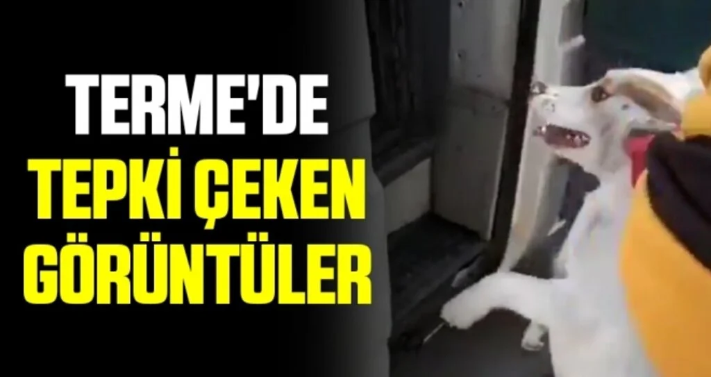 Terme'de Tepki Çeken Görüntüler