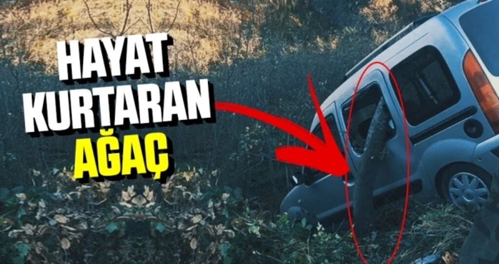 Uçuruma uçmaktan ağaç kurtardı 