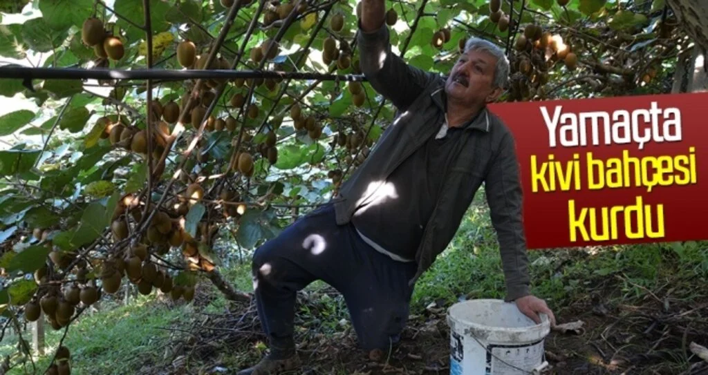 Yamaçta kivi bahçesi kurdu