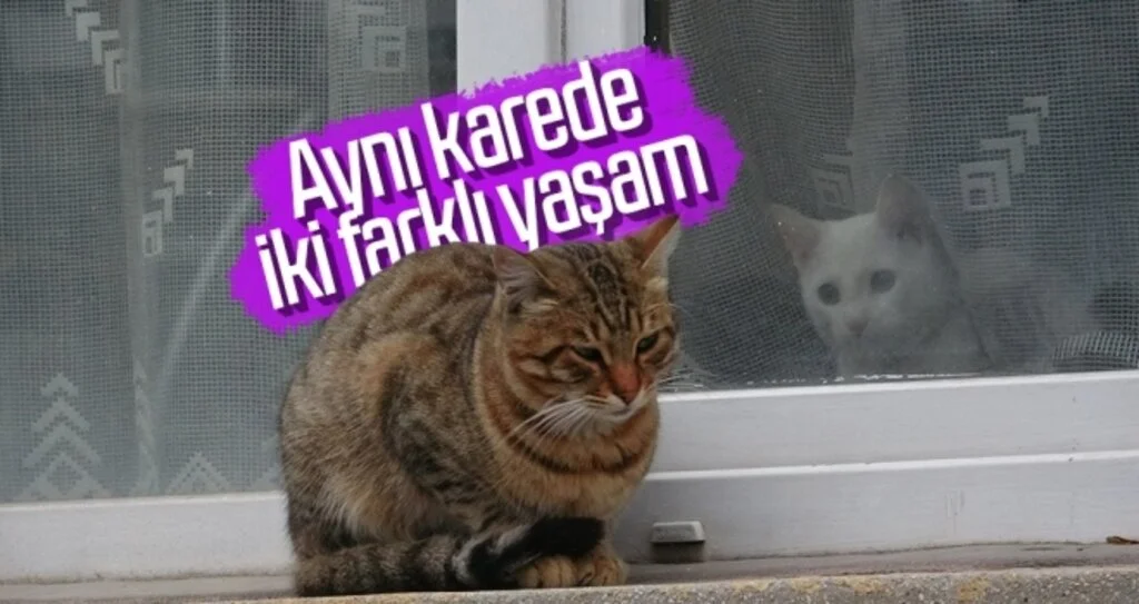 Aynı karede iki farklı yaşam