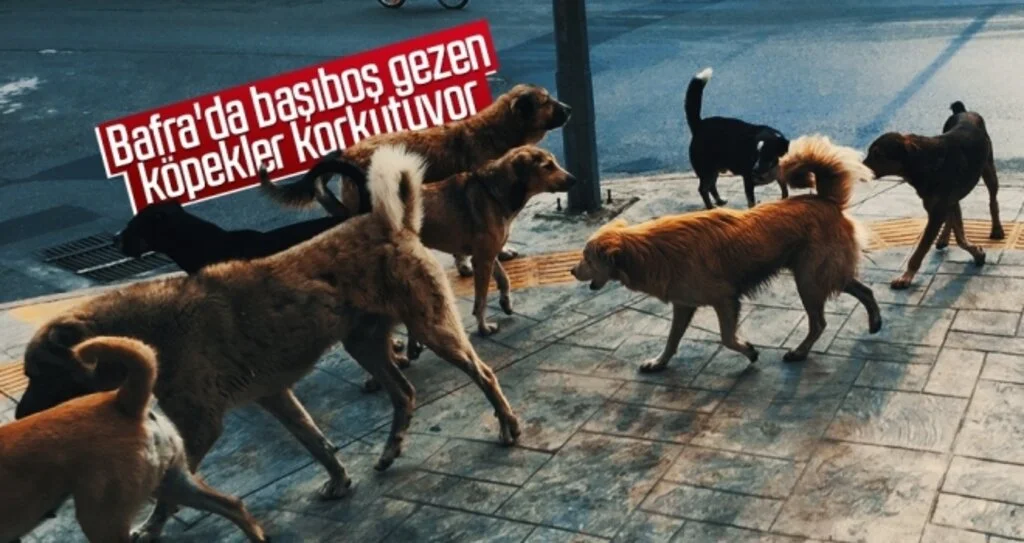 Bafra'da başıboş gezen köpekler korkutuyor