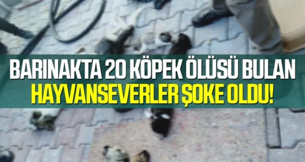 Barınakta 20 köpek ölüsü bulan hayvanseverler şoke oldu