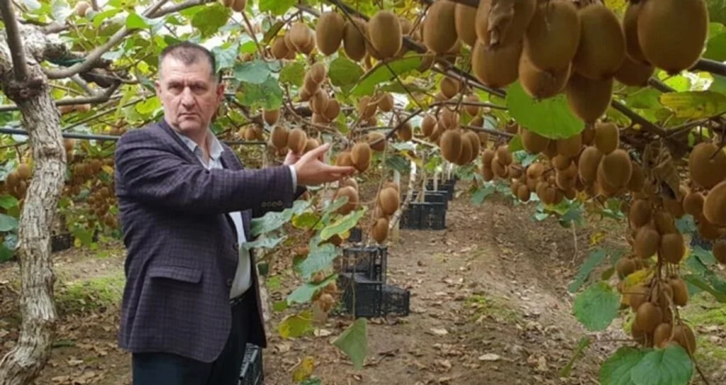 Çarşambalı üretici 'kivi'ye yöneldi